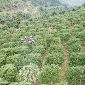 最強植保神器！常鋒無人機攜碾壓級優(yōu)勢殺入果樹飛防