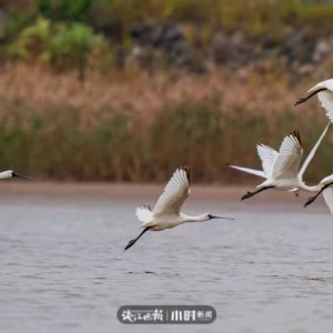 讓鳥兒自由飛翔！無人機(jī)拍鳥，這樣的打卡方式應(yīng)禁止